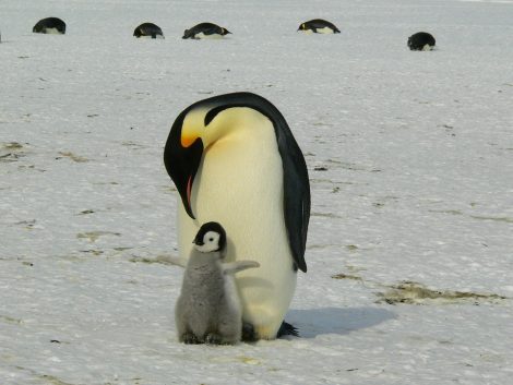 Emperor penguin and chick