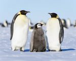 Emperor penguin couple and chick