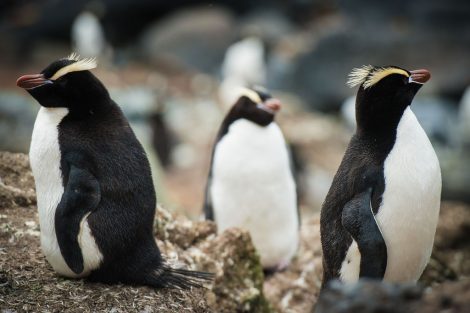 Erect-crested penguins