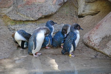 Fairy penguins 