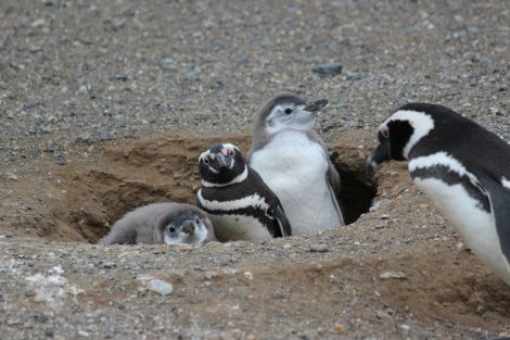 Family of Monogamous Penguins