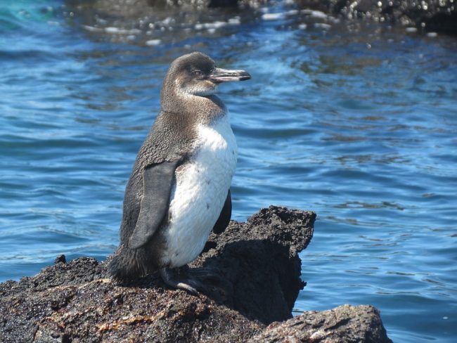 Why are Galapagos Penguins Endangered? - Penguins Blog