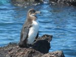 Galapagos Penguins Eat Small Fish