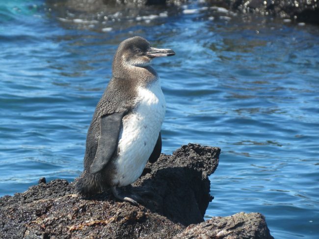 What Do Galapagos Penguins Eat? - Penguins Blog