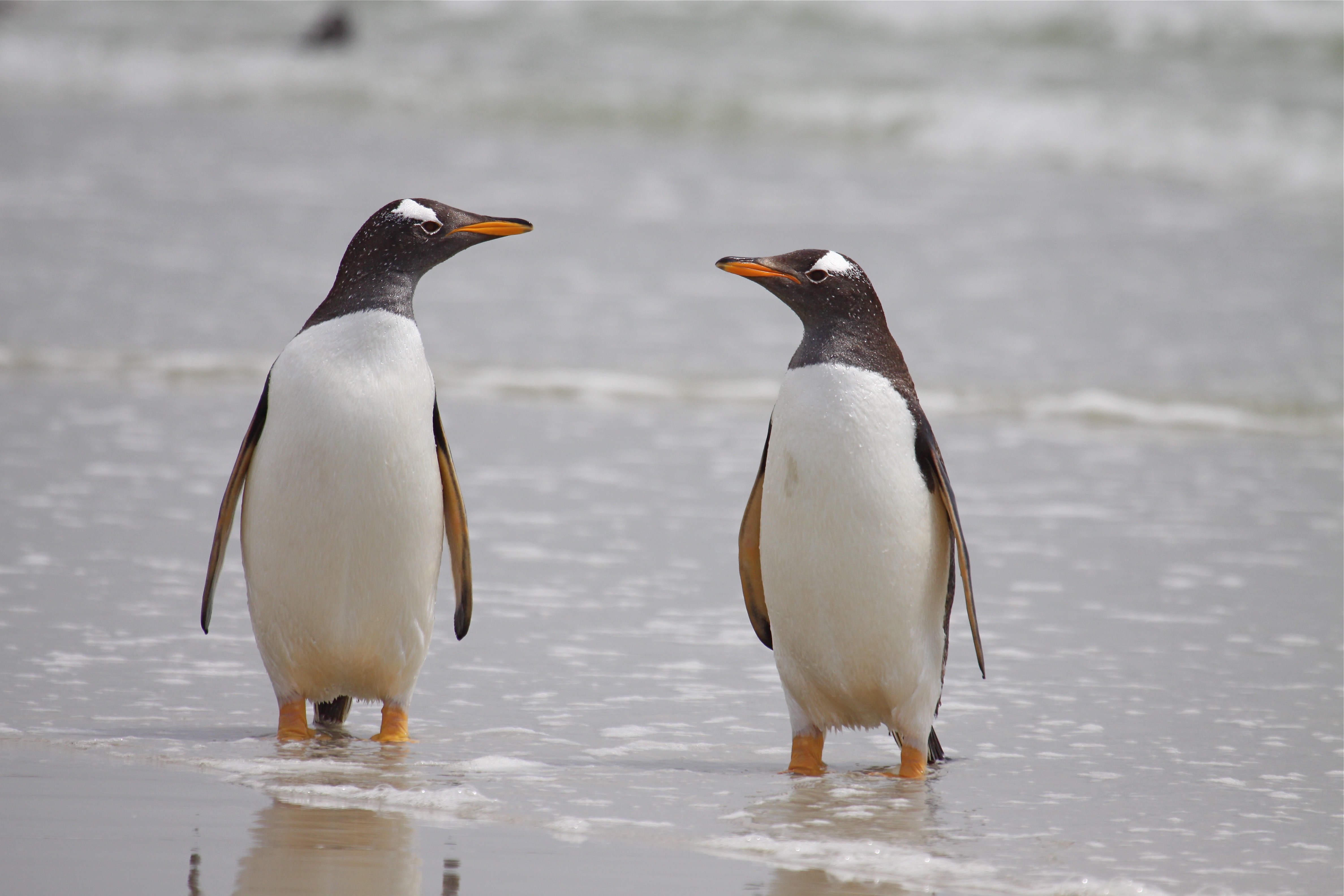 How Much Do Penguins Weigh Penguins Blog