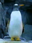 Gentoo penguin at Calgary zoo
