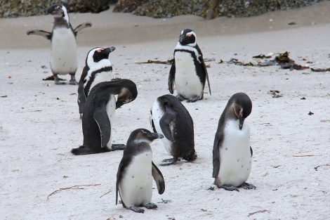 Group of Penguins sleeping near shore