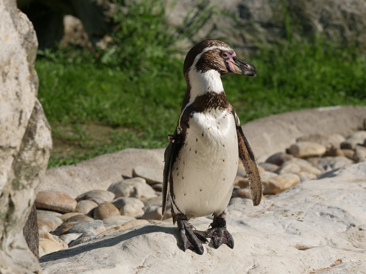 How Tall Are Penguins In Feet