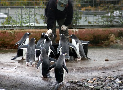 In Zoos, penguins eat fish given by caretakers