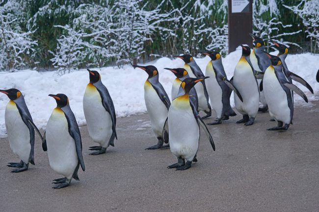 What Do King Penguins Eat? - Penguins Blog