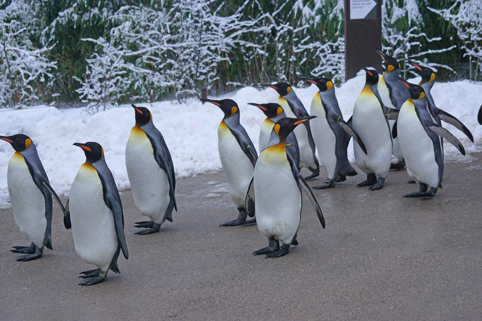 What Do King Penguins Eat? - Penguins Blog