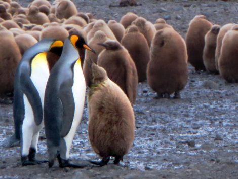 King penguins and group of young ones