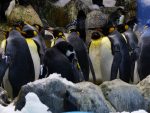 King penguins in the icy sub-Antarctic region
