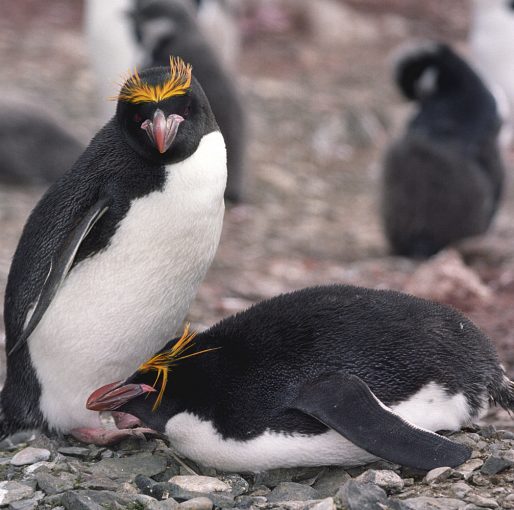 all about macaroni penguins