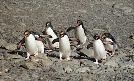 Macaroni Penguins