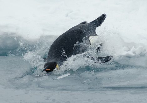 Penguin swimming over water