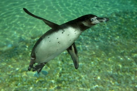 Penguin swimming under water
