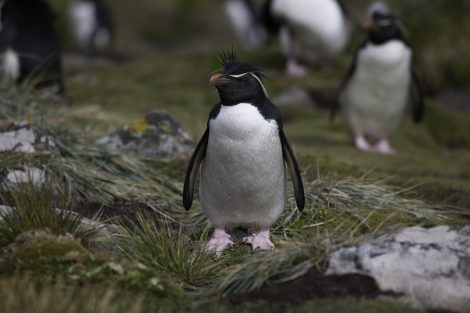 Penguins Are Found in South Africa and Australia, too