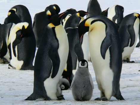 Penguins Protect Themselves from Harsh Winds By Huddling With Each Other