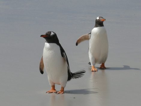 Penguins and Puffins Look Alike But They Are Different