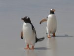 Penguins exploring coast