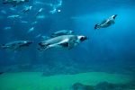 Penguins swimming and surfacing effortlessly in the water