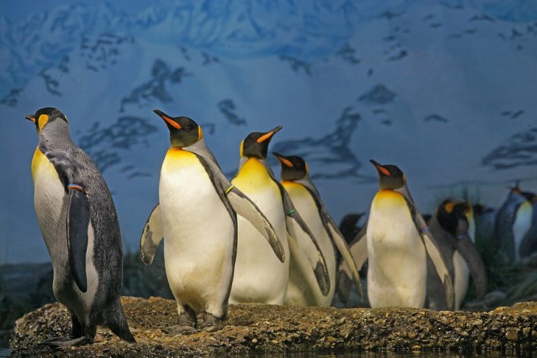 What Sound Do Penguins Make? Penguins Blog