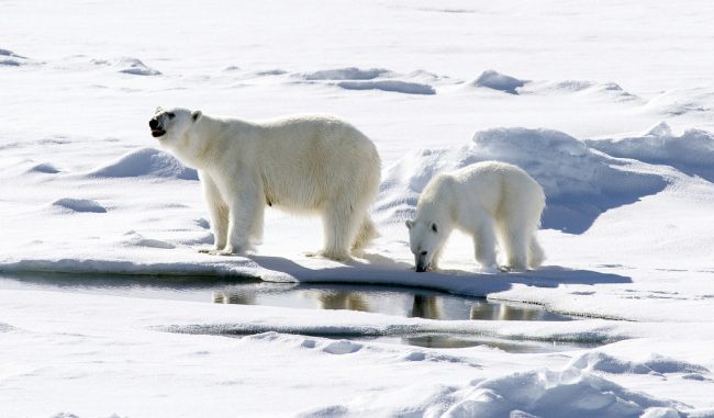 Polar Bear and cub in the Arctic