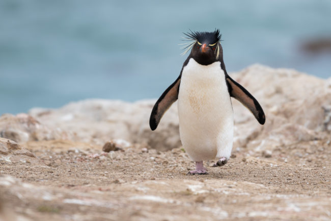 Rockhopper Penguin size