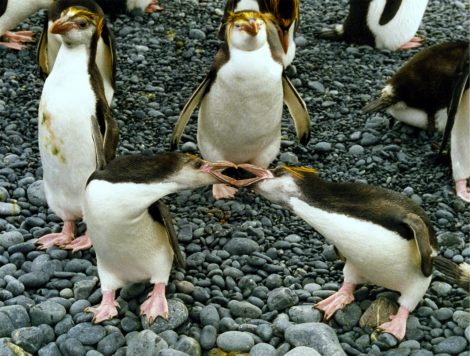Royal penguins 
