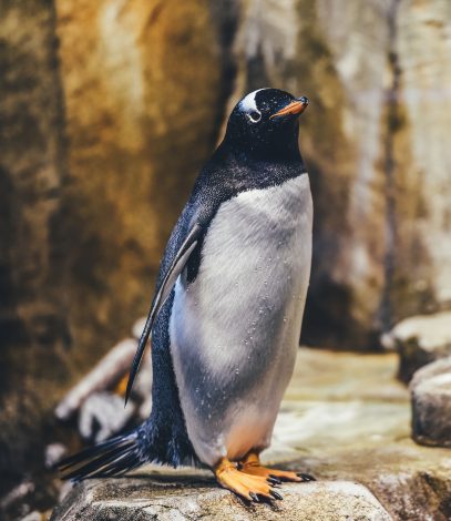There Are Several Costs Associated with Owning A Penguin