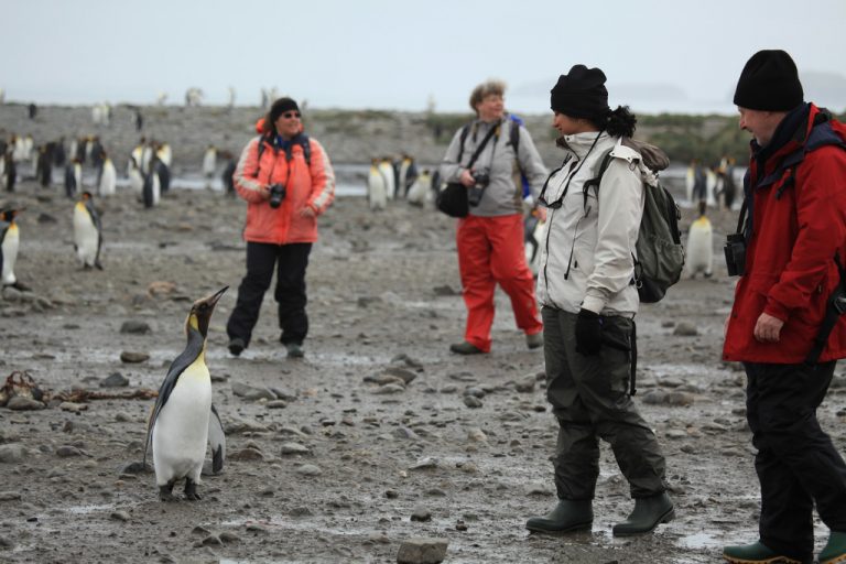 Are Penguins Dangerous? - Penguins Blog