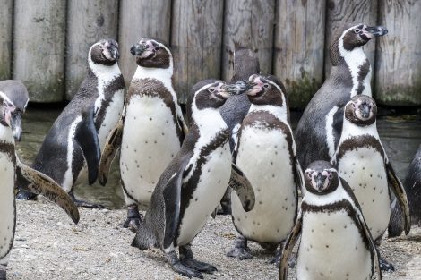 humboldt penguins 