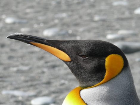 penguin ears