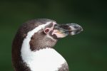 penguin head view