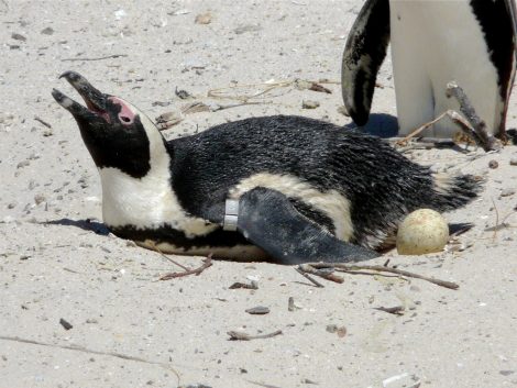 African penguin laying an egg