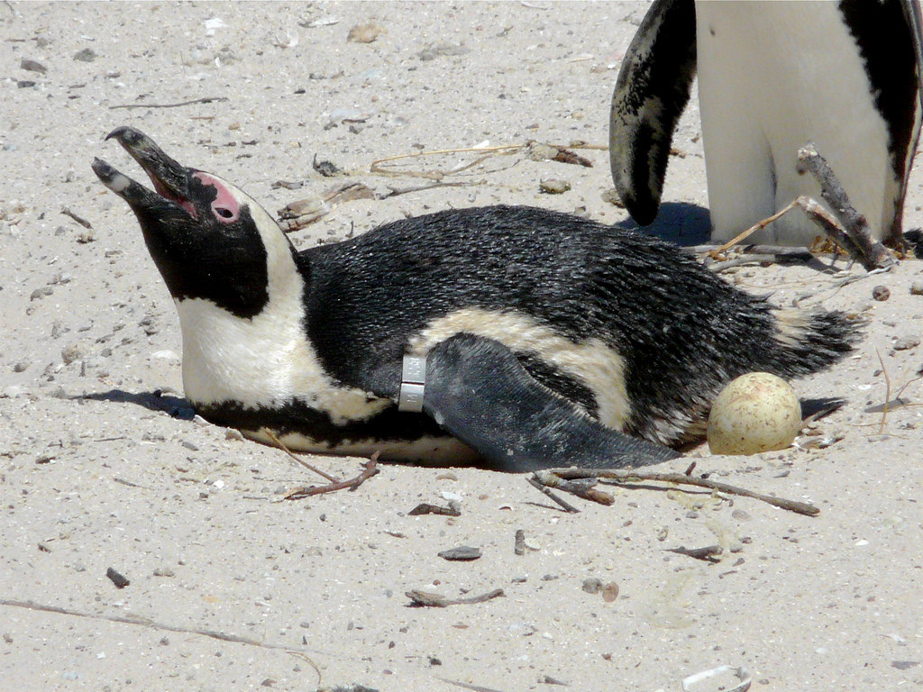 How Many Eggs Do Penguins Lay? - Penguins Blog