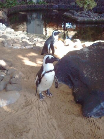 African penguins in Kaanapali Beach, Maui