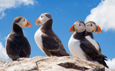 Atlantic puffins on a clifftop