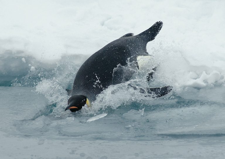 How Do Penguins Adapt To Their Environment Penguins Blog