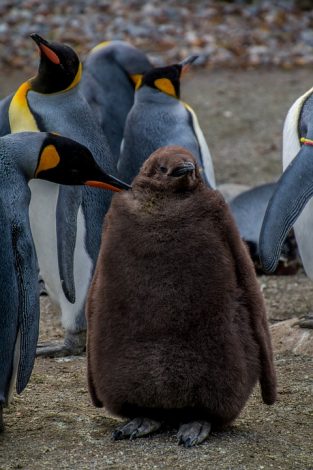 King penguin preening its chick
