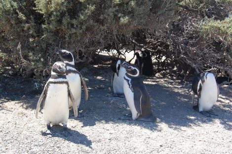 Magellanic penguins in Punta Tombo