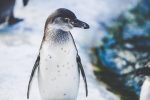 Penguins Are Different from Birds as they have Solid Bones