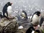 Rockhopper penguins in the Falkland Islands