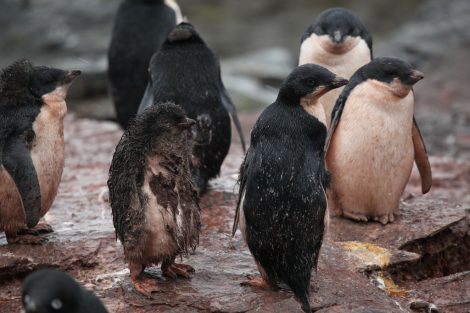 Adelie penguins and chick