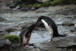 Adelie penguins chick waiting for food from the mother