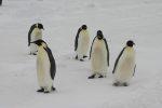 Cuddly emperor penguins in Antarctica