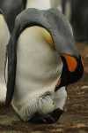 Emperor penguin with the egg