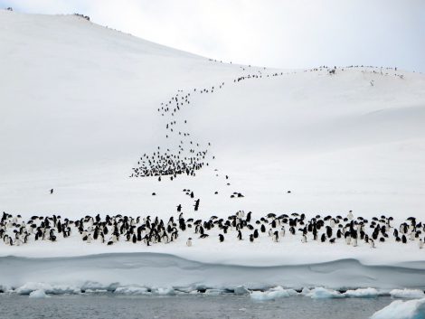 Gentoo penguin colonies