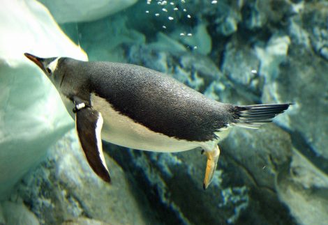 Gentoo penguins scaly and shiny feathers visible while swimming